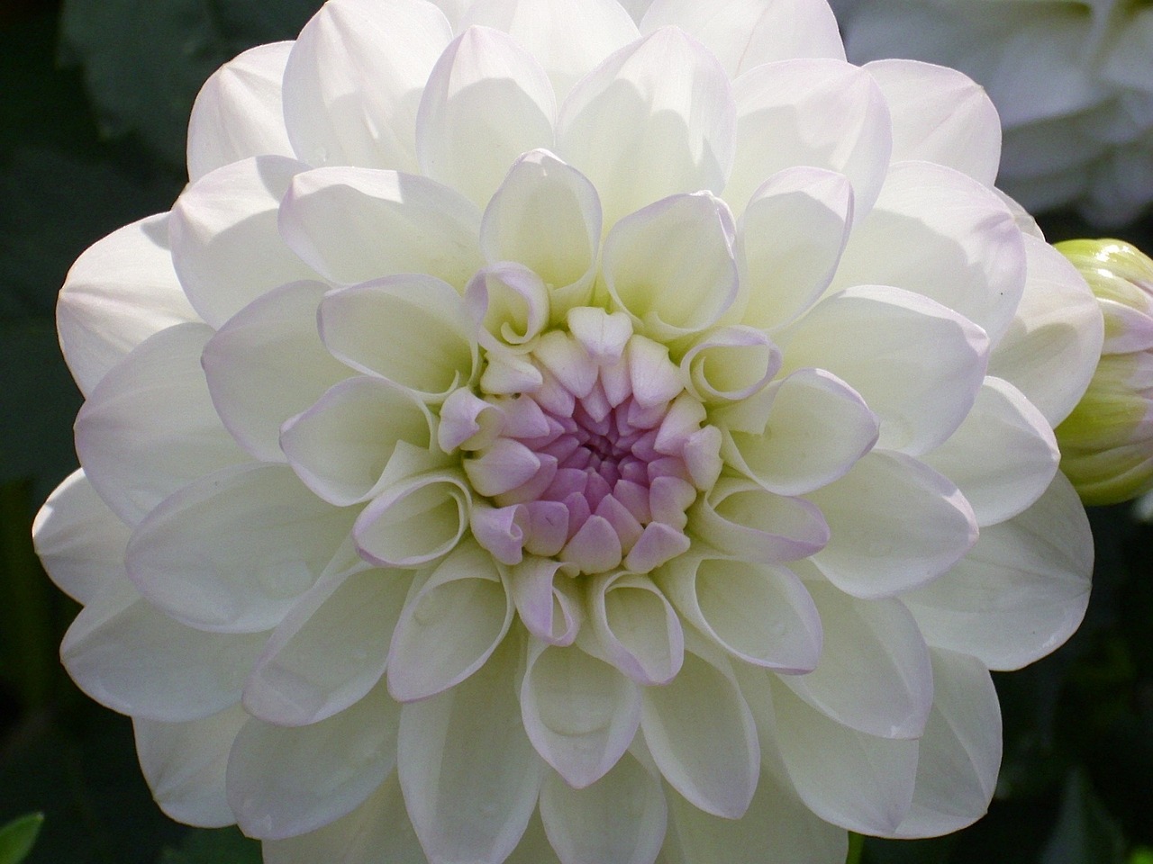 dahlia flower bloom free photo