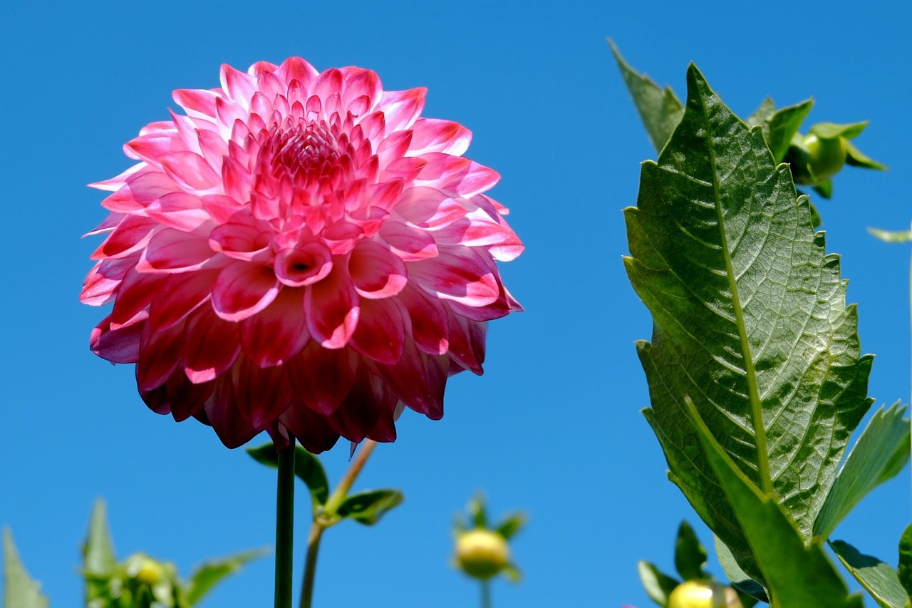 dahlia pink bud free photo