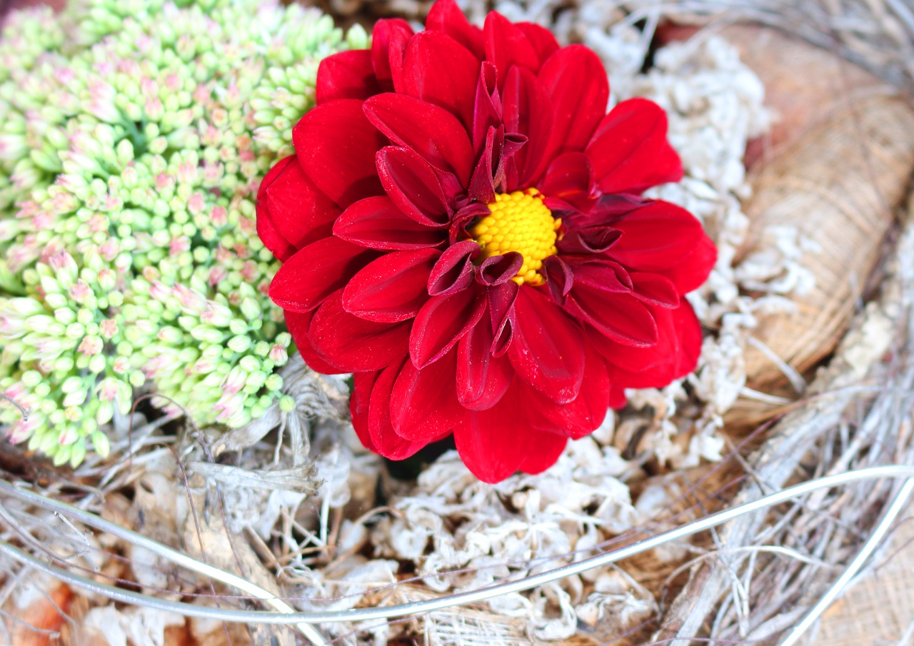 dahlia bright large blooms red free photo