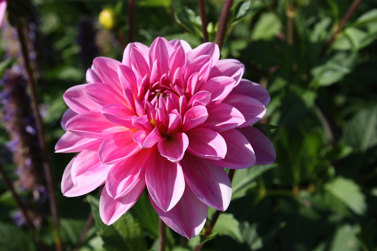 dahlia fire autumn pink free photo