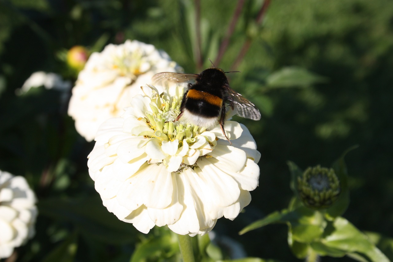 dahlia fire autumn bee free photo