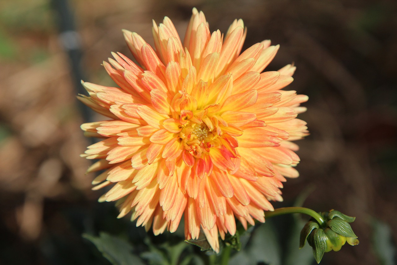 dahlia flower  dahlia-orange  dahlia free photo