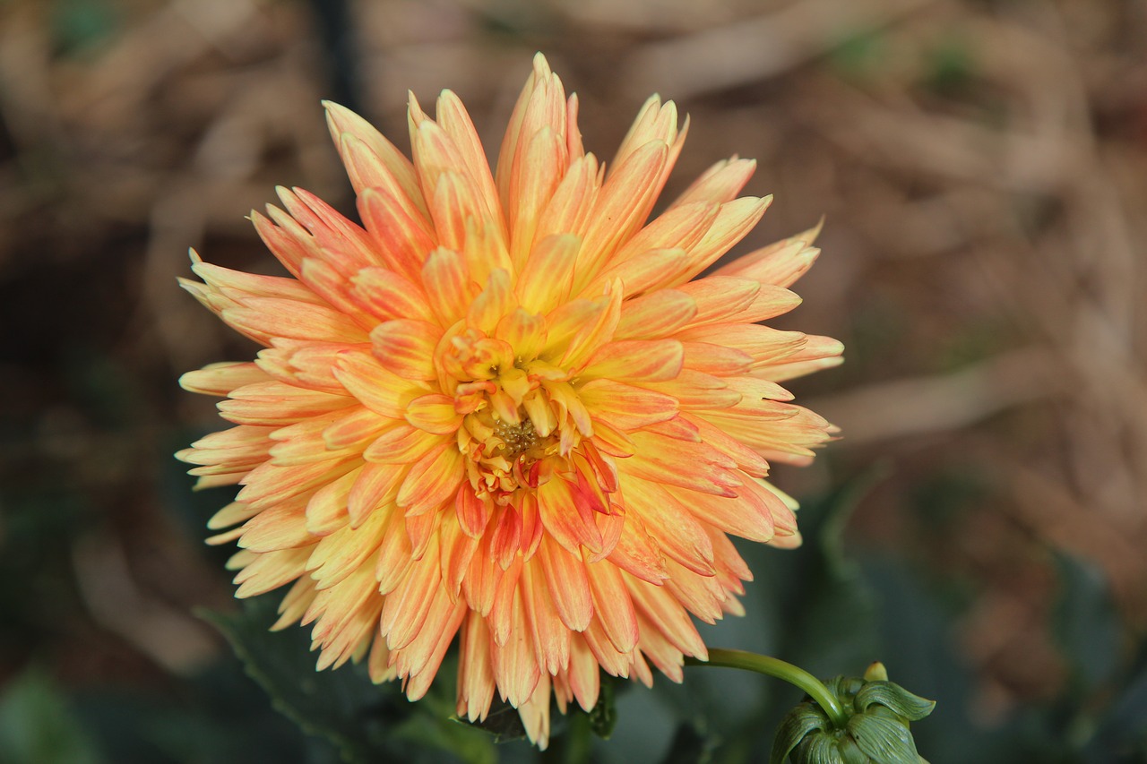 dahlia flower  dahlia-orange  dahlia free photo