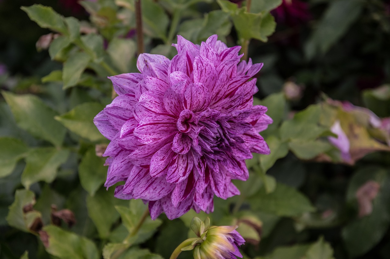 dahlia flower  flower  blossom free photo