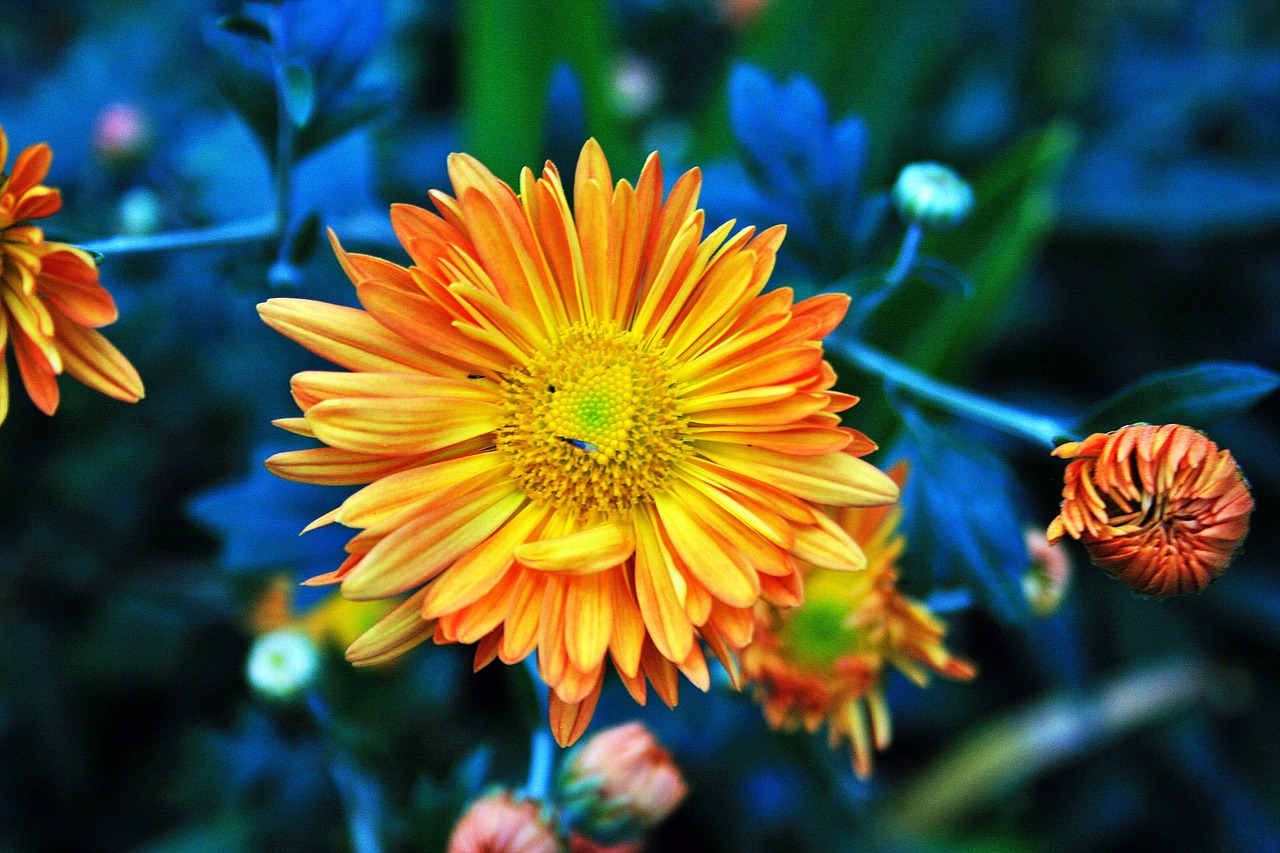 dahlia flower flower dahlia free photo