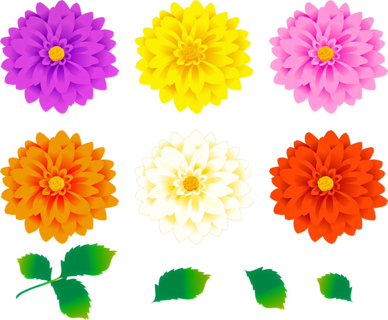 dahlia flowers  colorful floral  leaves free photo