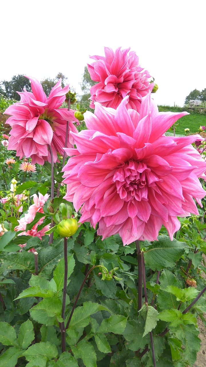 dahlia garden blossom bloom free photo