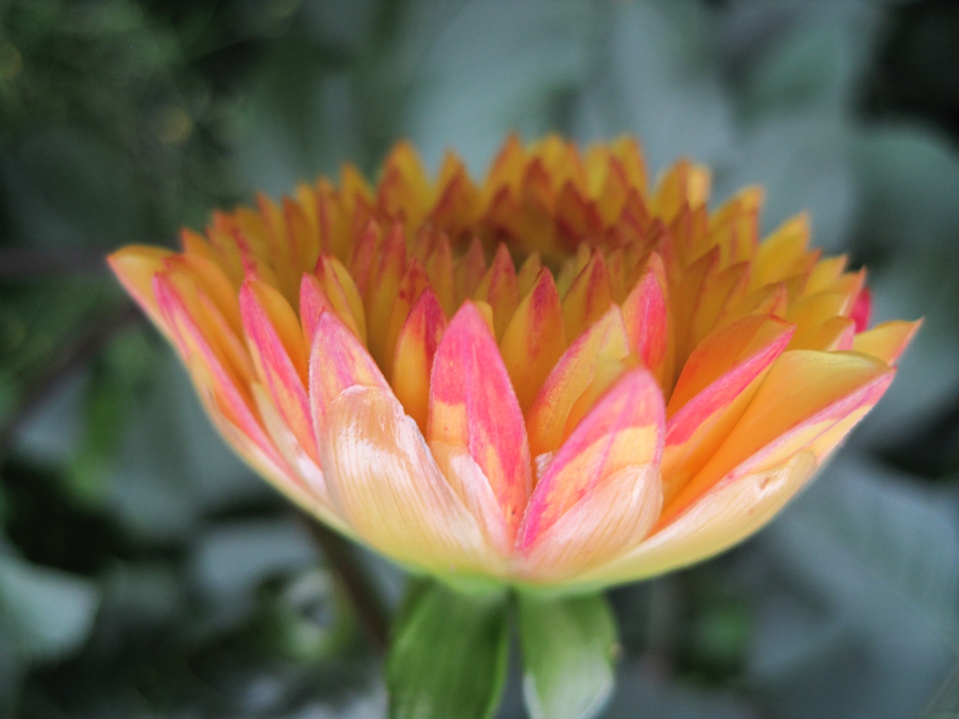 flower dahlia opening free photo