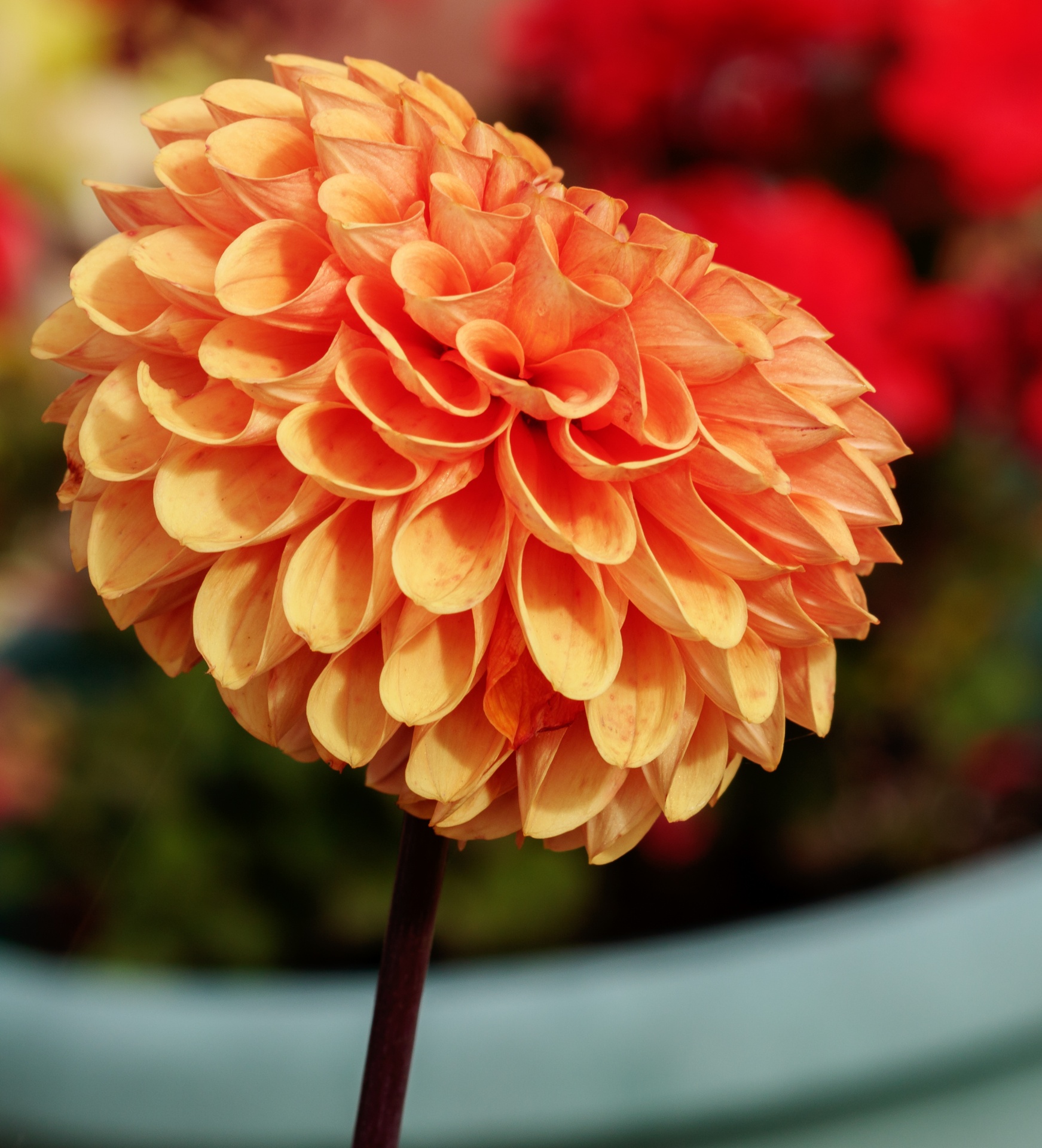 dahlia flower orange free photo