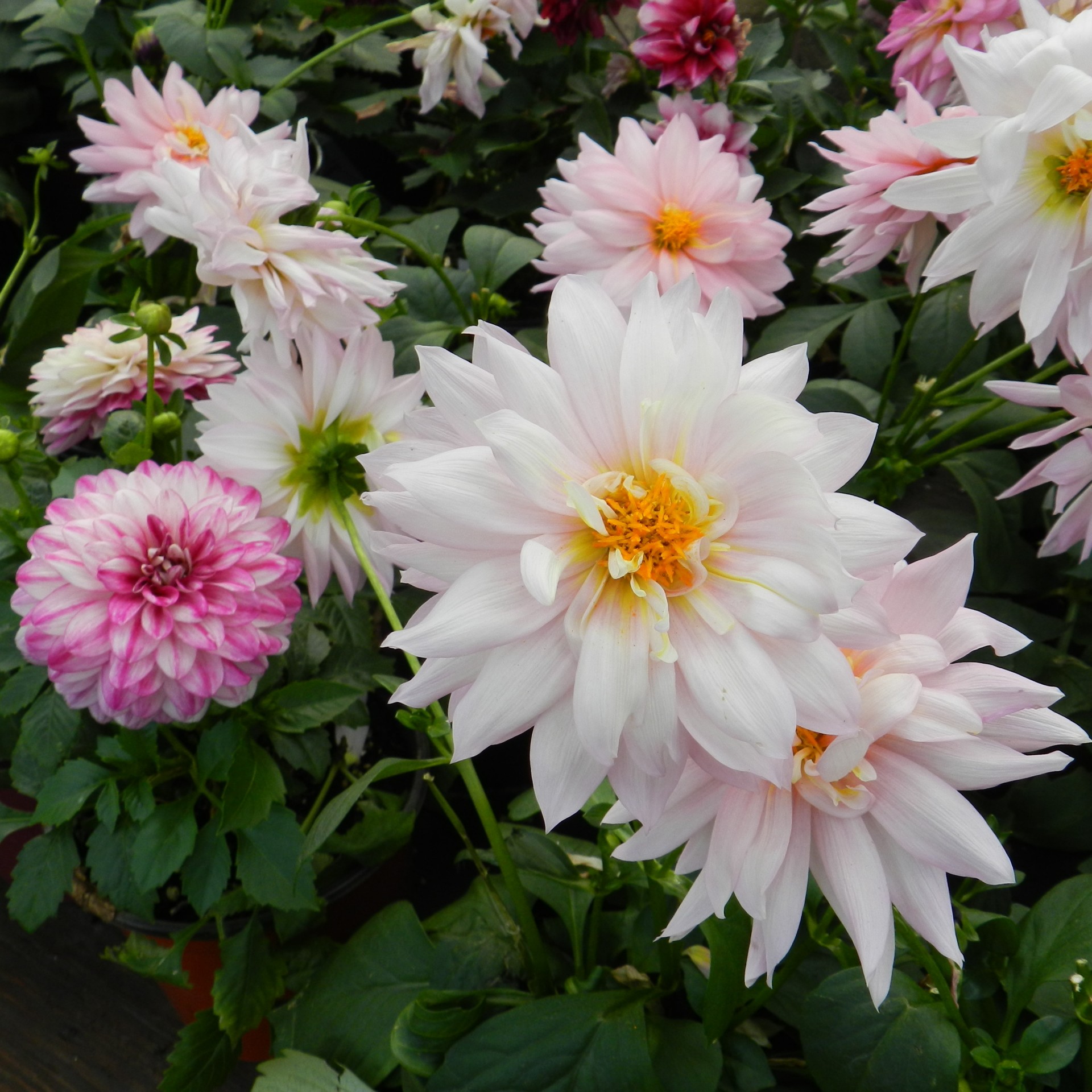 flowers dahlias pink free photo