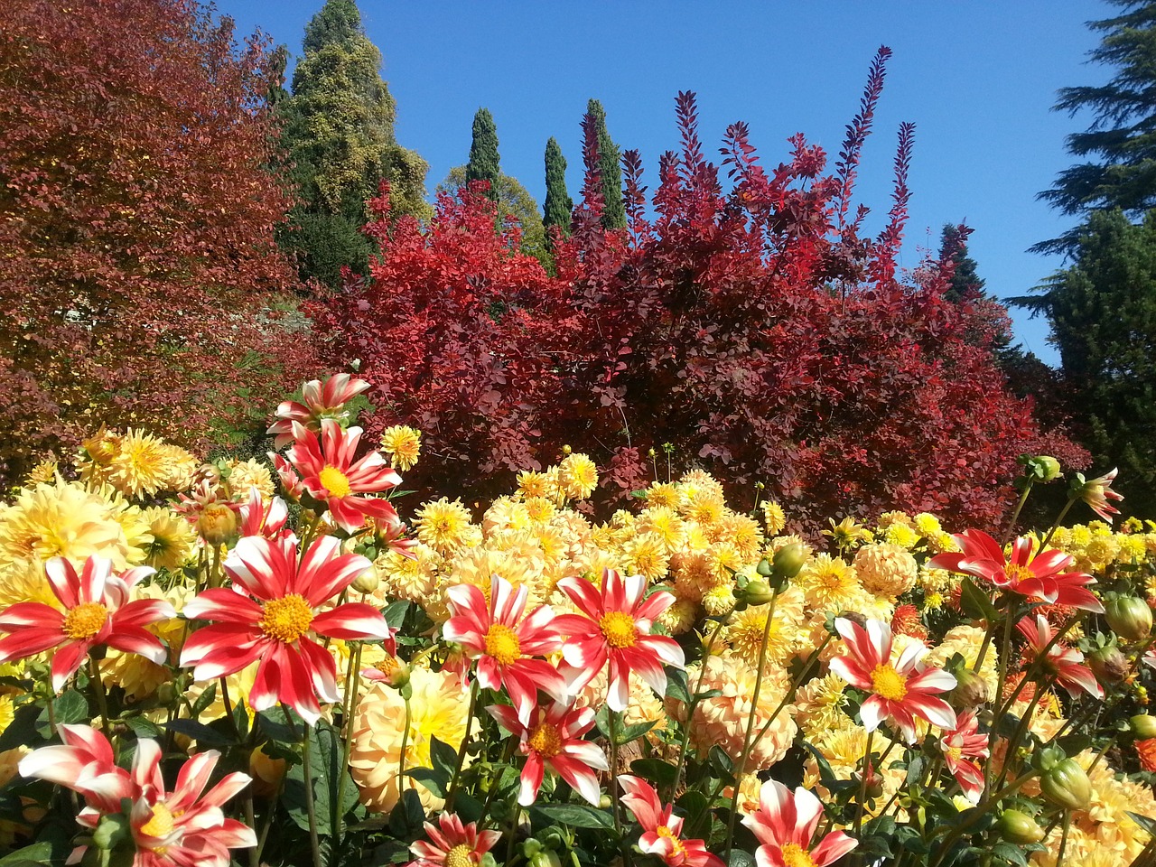 dahlias autumn mainau free photo