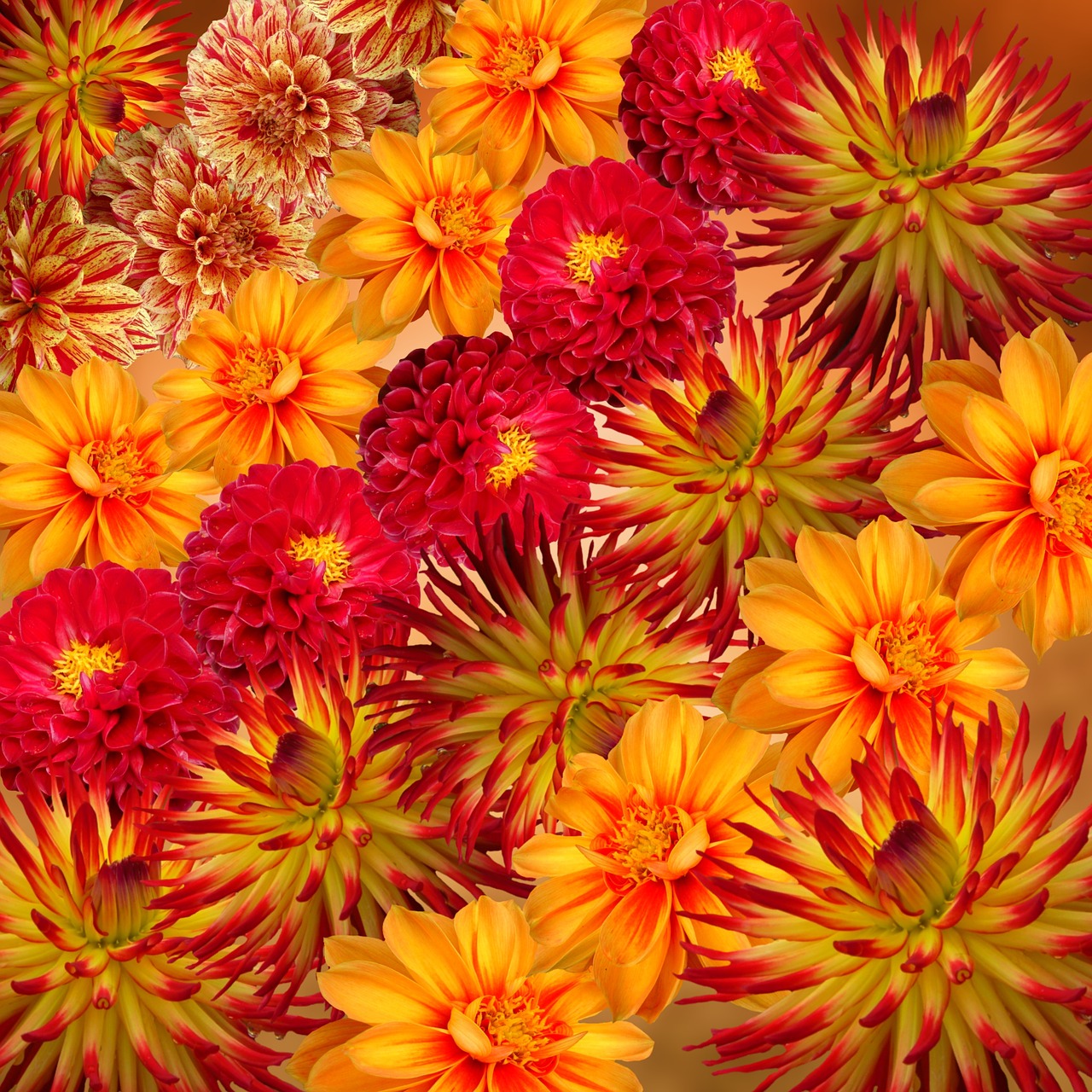 dahlias autumn flower free photo