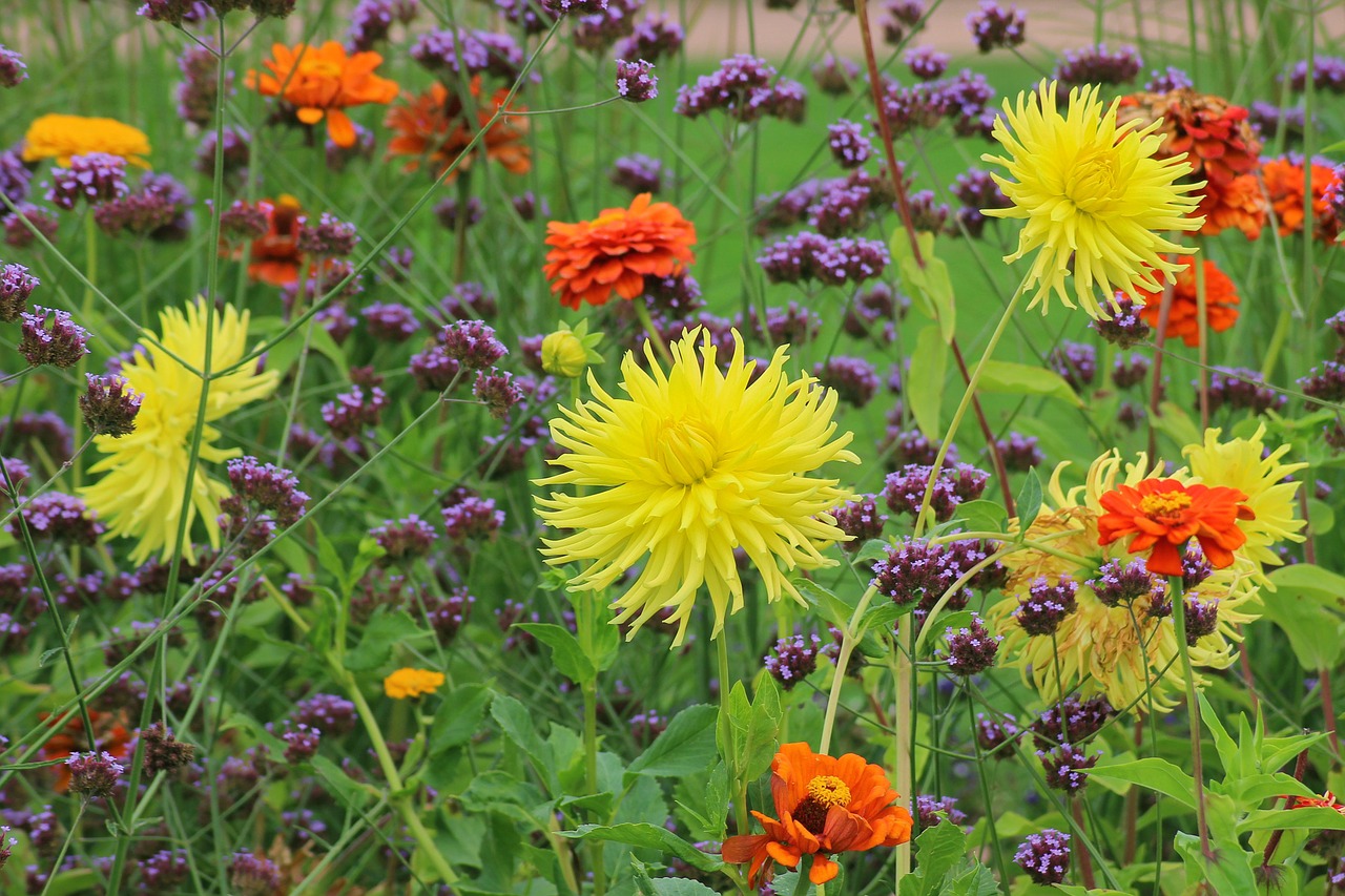 dahlias flower bed garden free photo