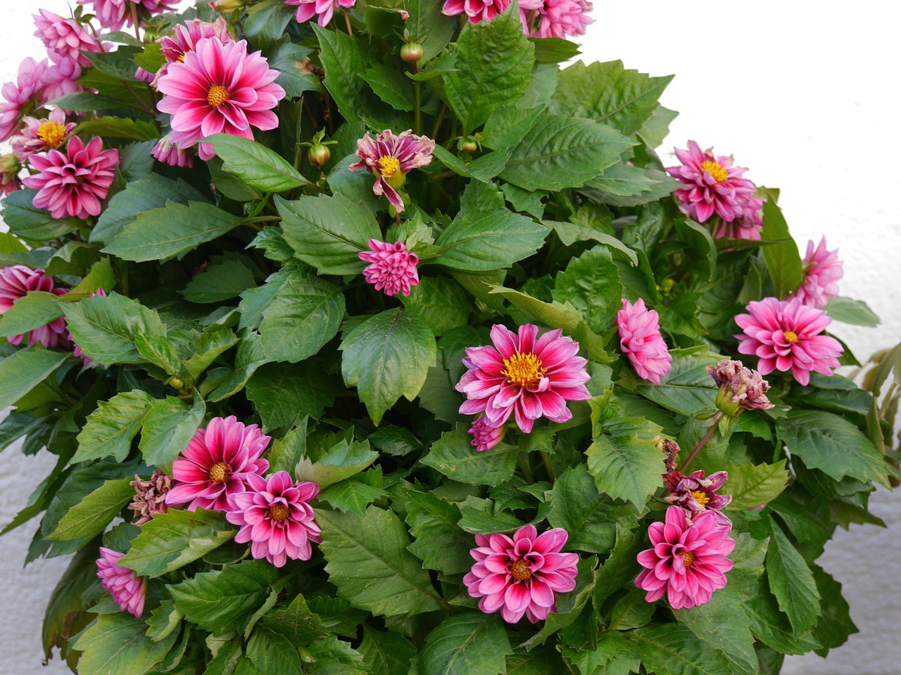 dahlias flowers pink free photo