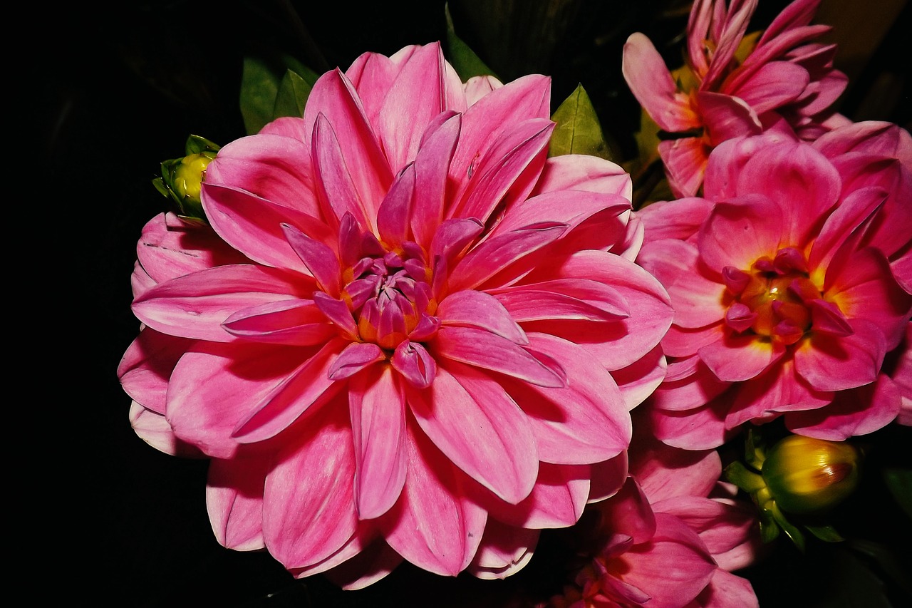 dahlias red blossom free photo