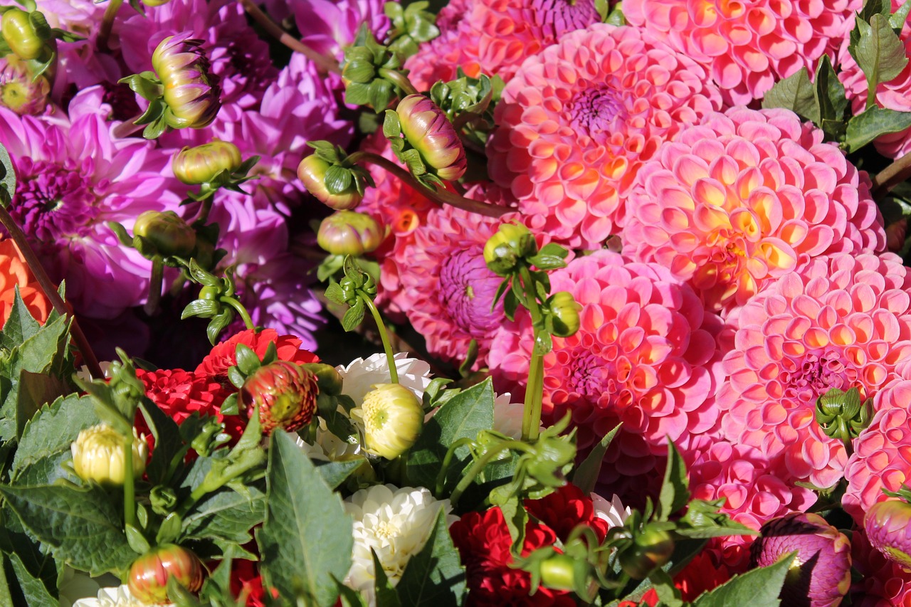 dahlias flowers bud free photo