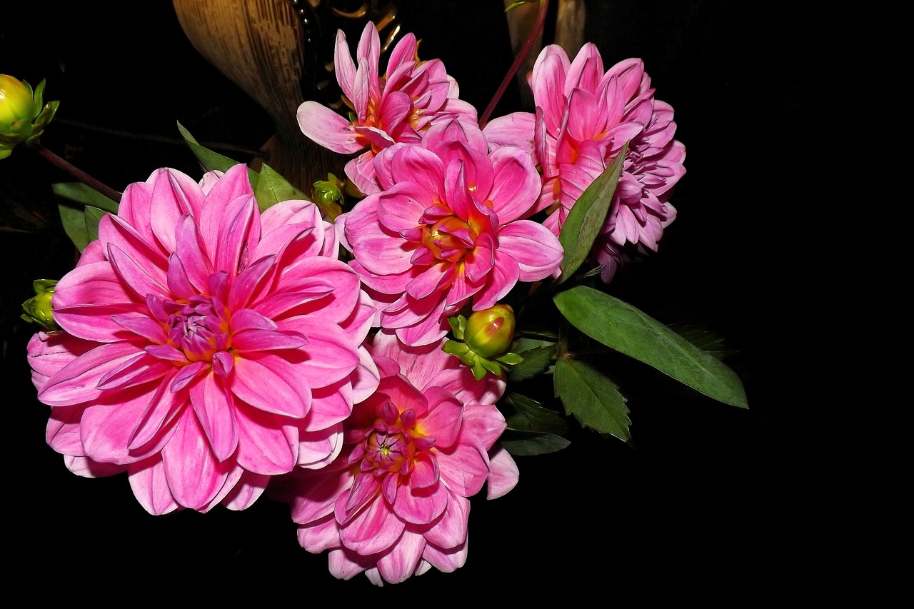 dahlias flowers bud free photo
