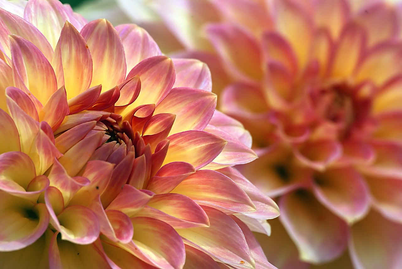 dahlias flowers macro free photo