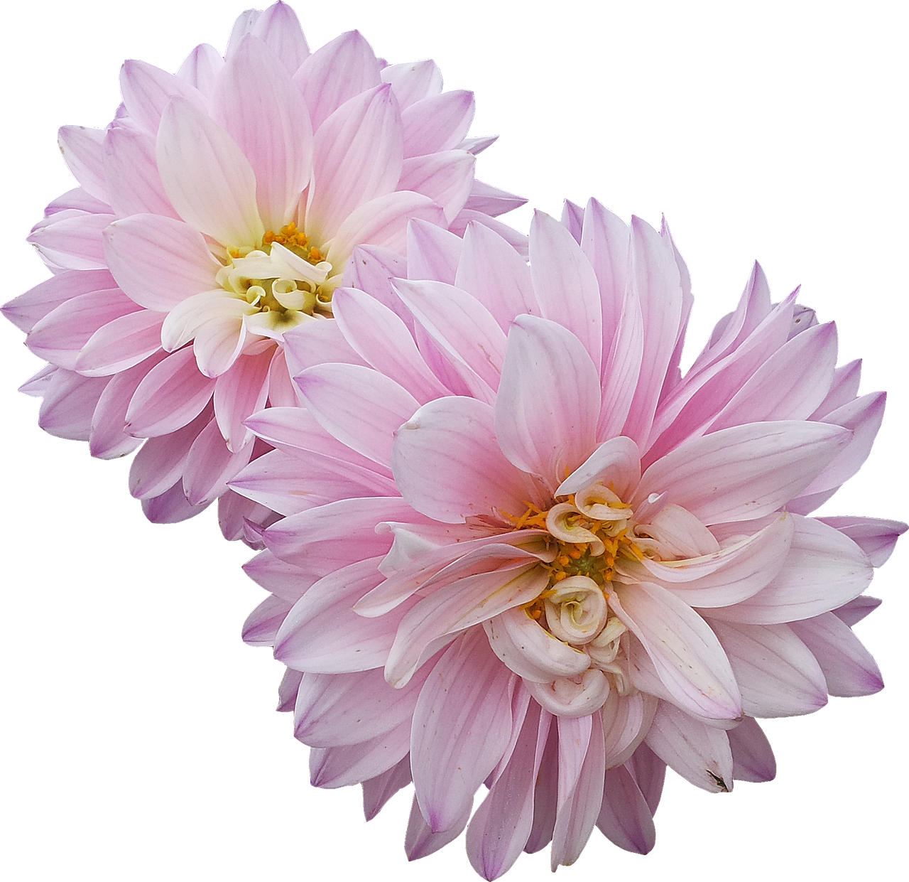 dahlias flowers pink free photo