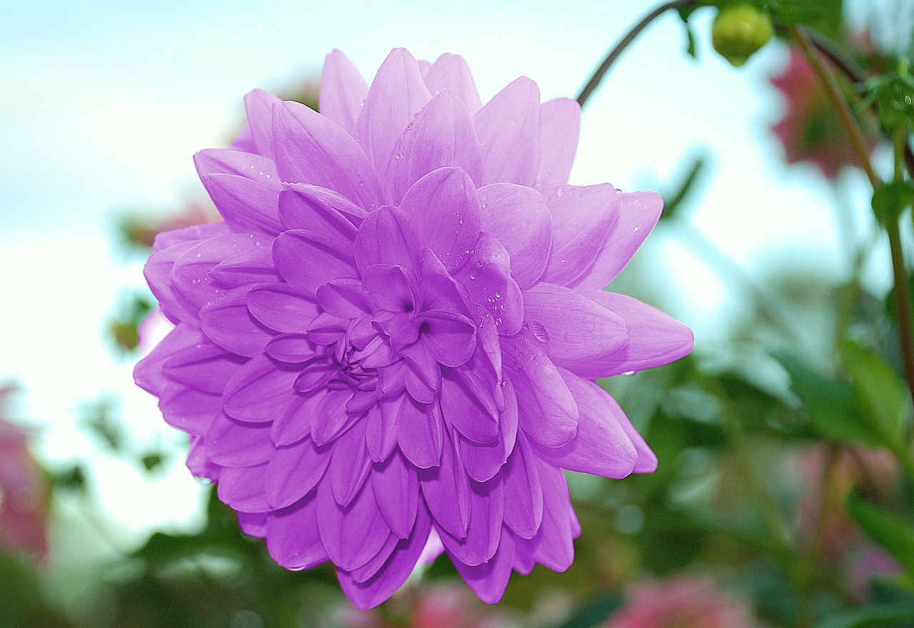 dahlias dahlia geothermal free photo