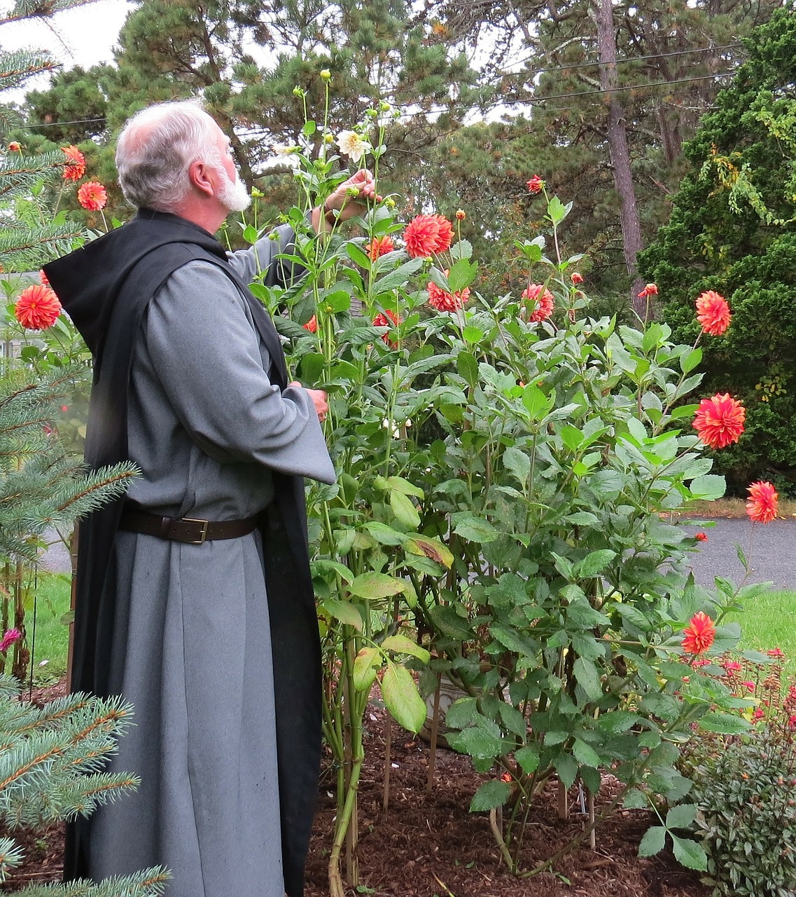 dahlias monk benedictine free photo