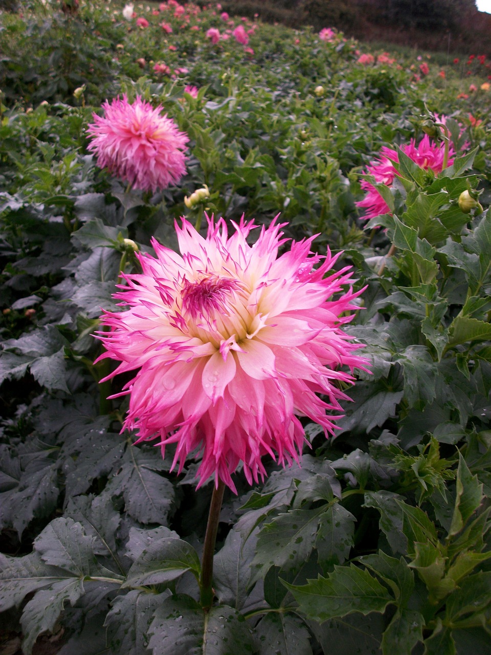 dahlias blossom bloom free photo