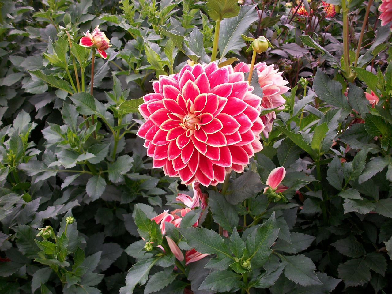 dahlias blossom bloom free photo