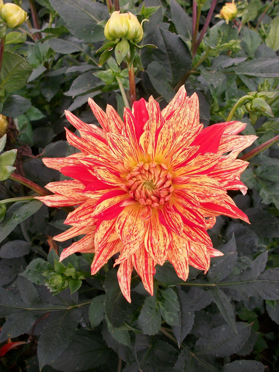 dahlias asteraceae flower autumn free photo