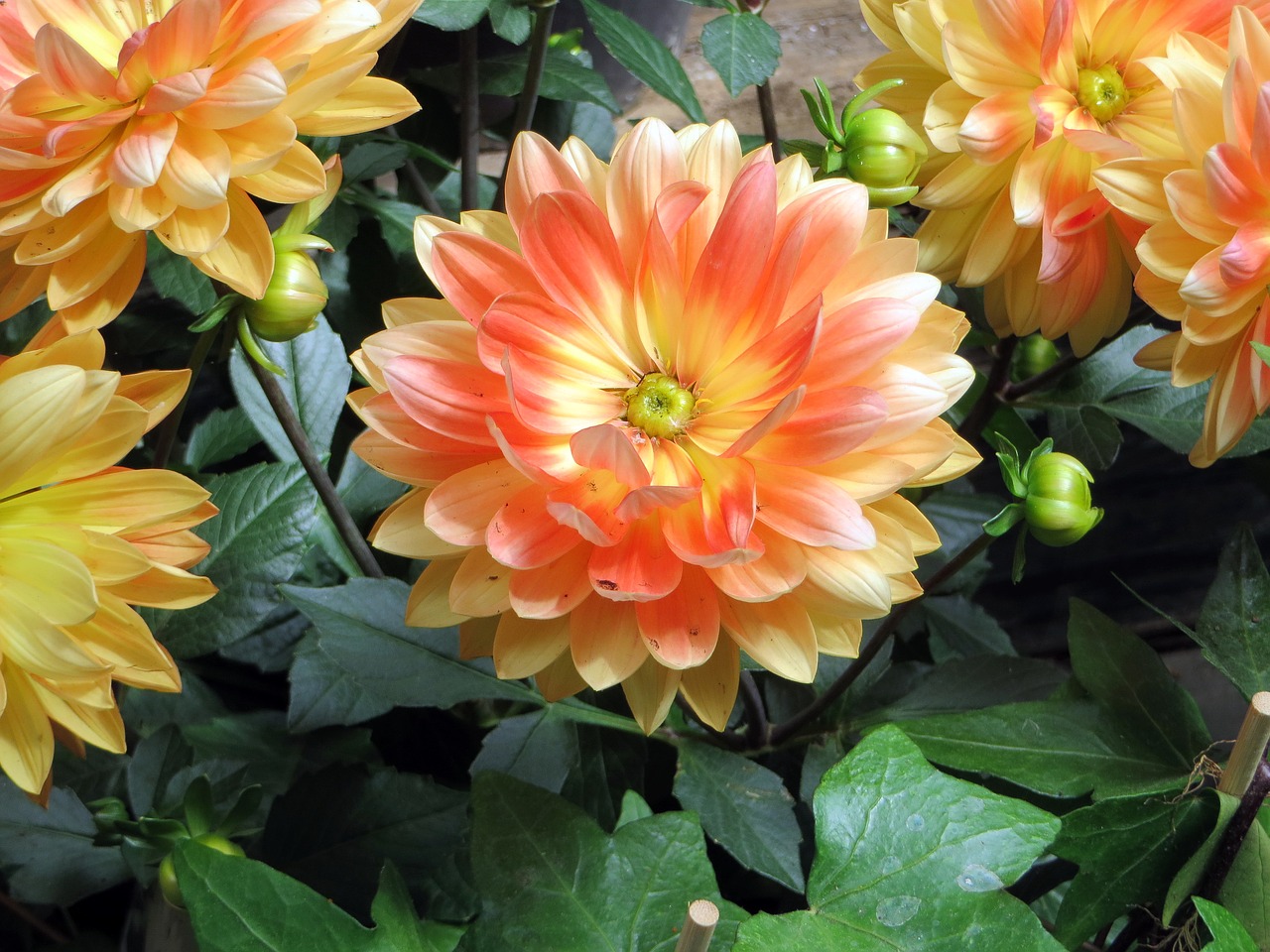 dahlias flowers orange free photo