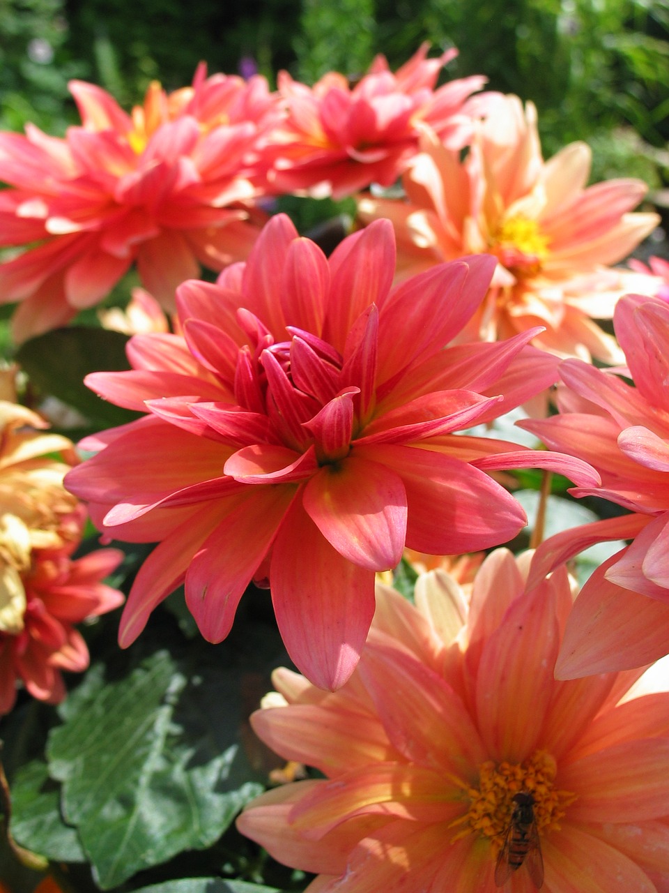 dahlias summer blossom free photo