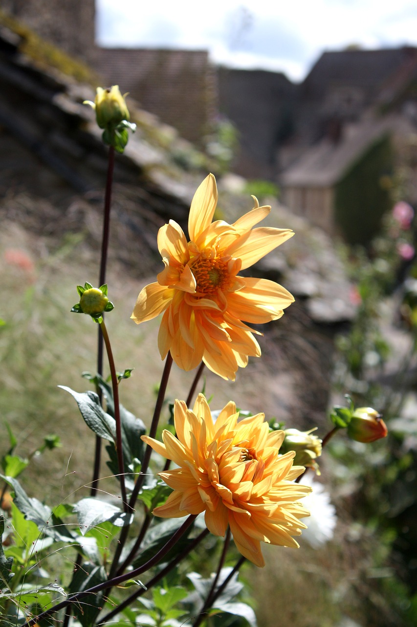 dahlias flowers chateauneuf-en-auxois free photo