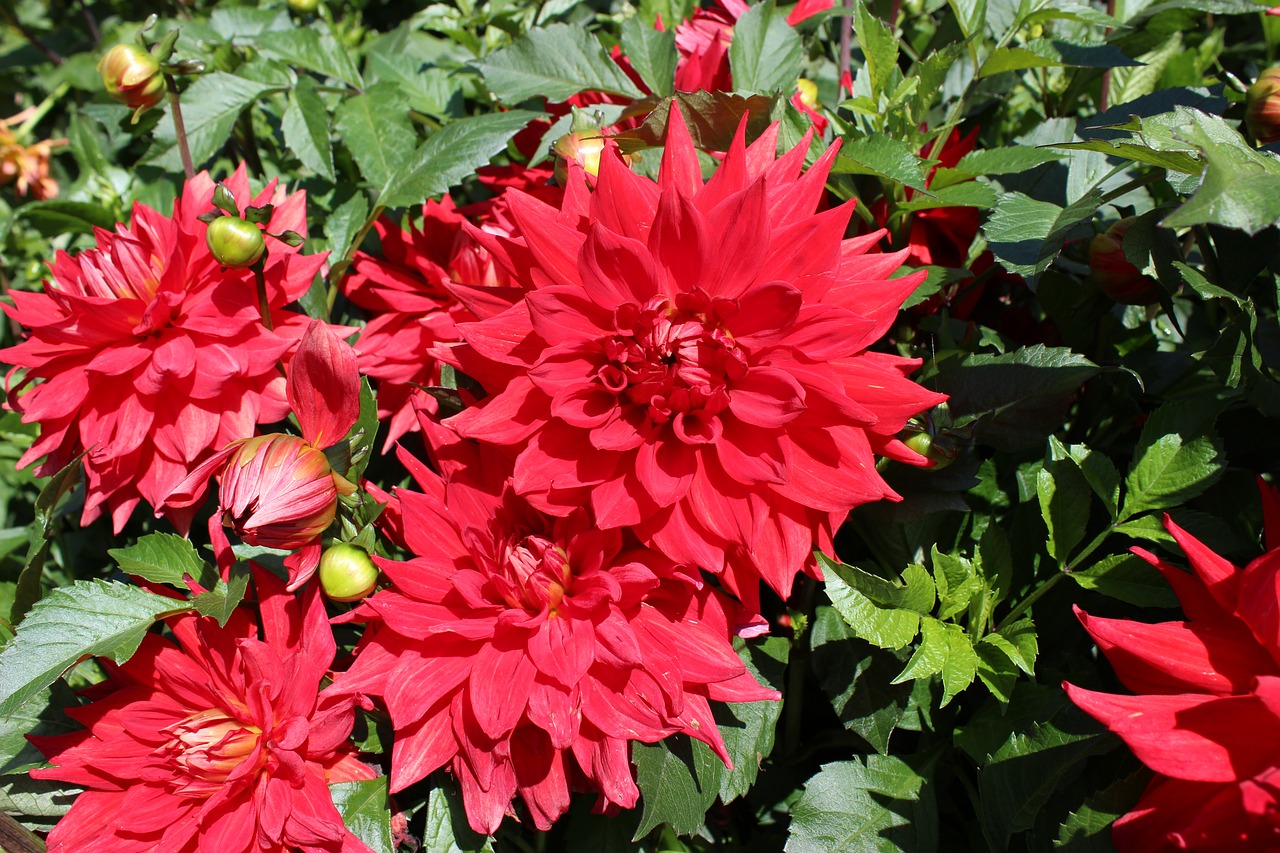 dahlias dahlia red free photo