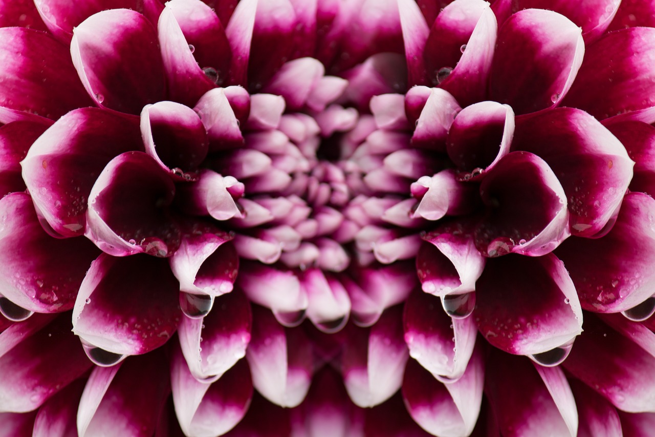 dahlias dahlia composites free photo