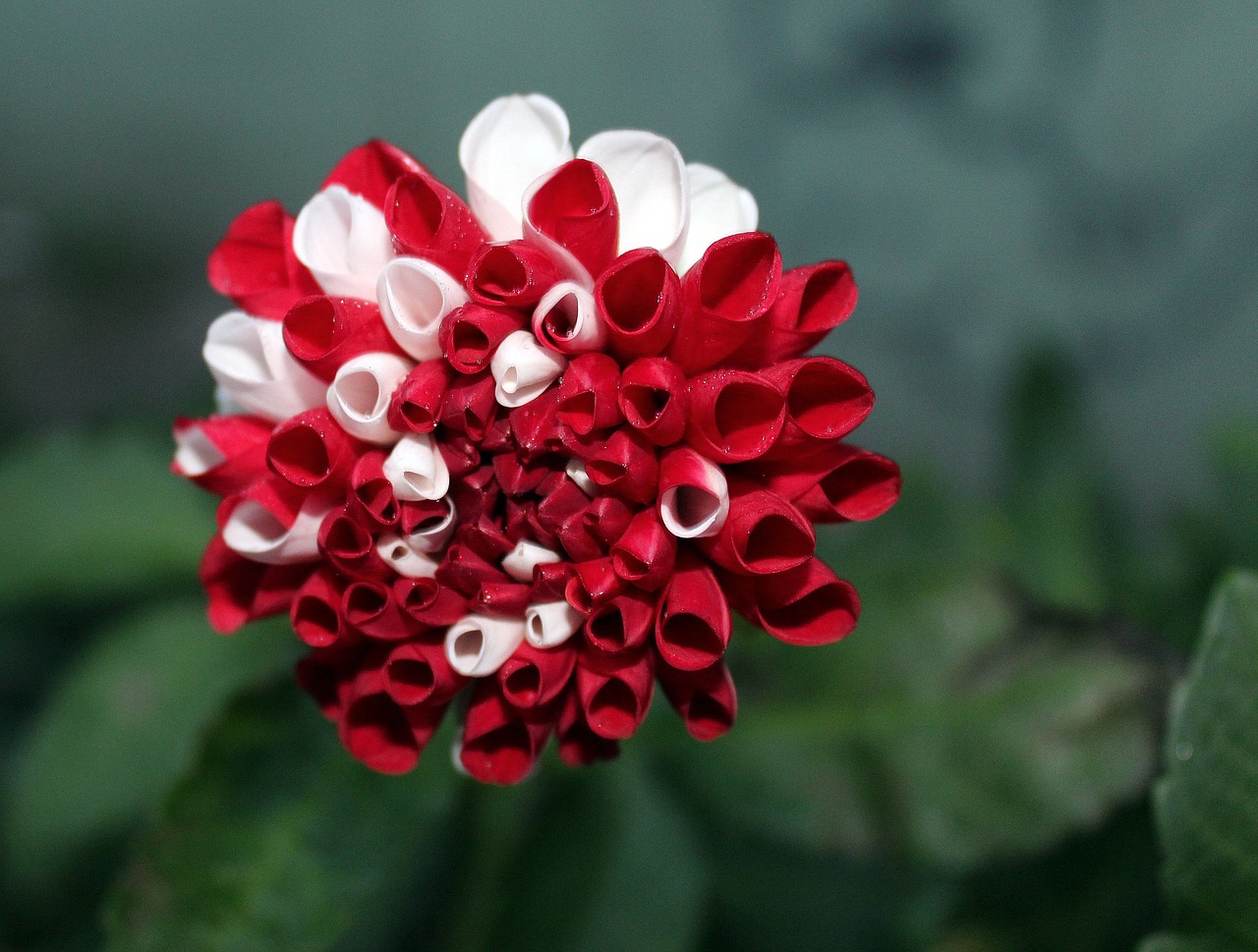 dahlias white - red the flowers are colored free photo