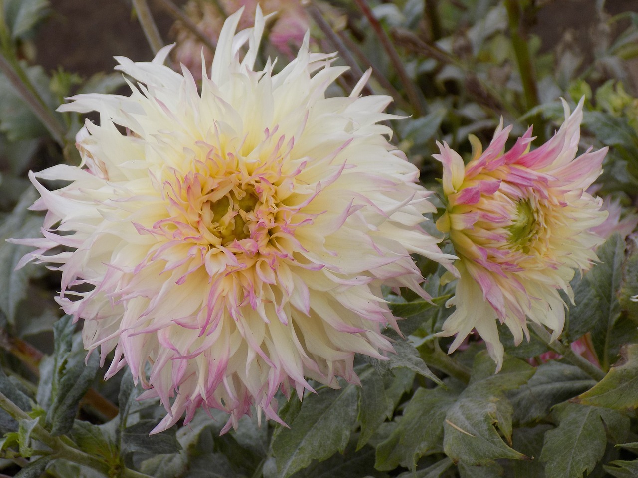 dahlias flowers botanical garden free photo