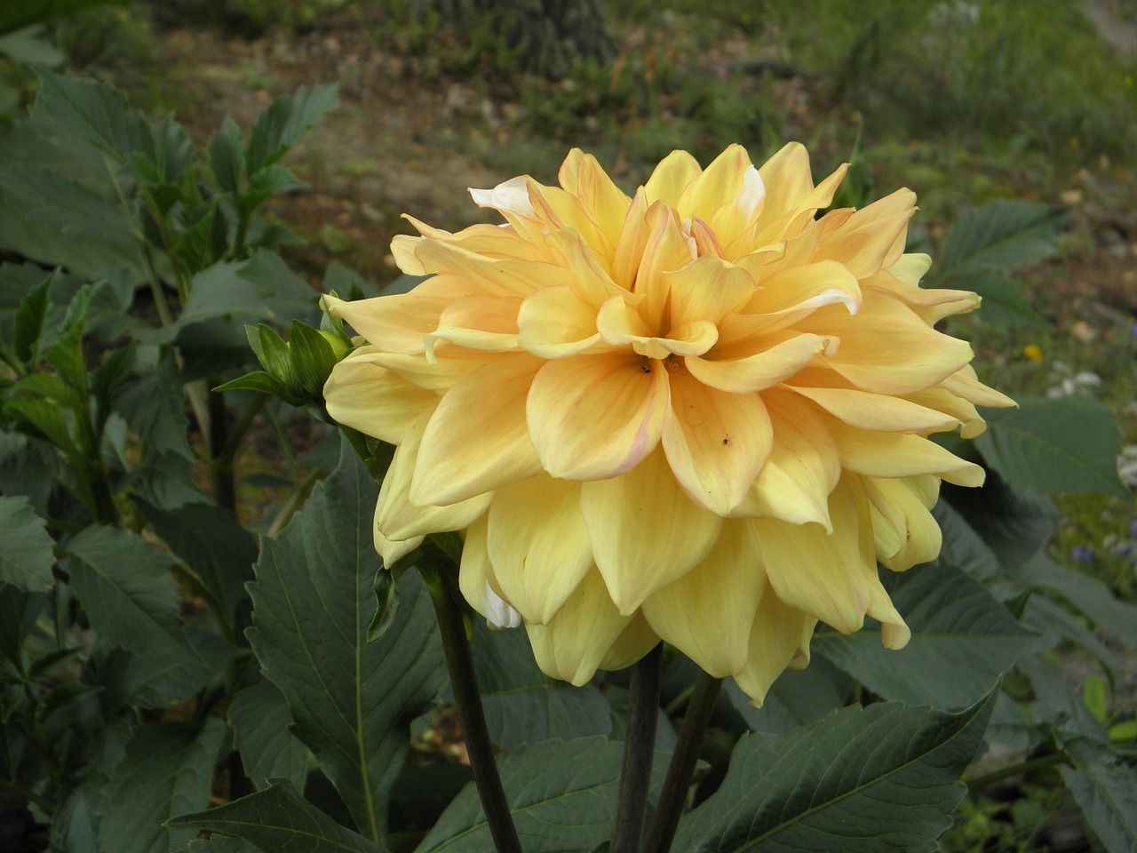 dahlias flower yellow free photo