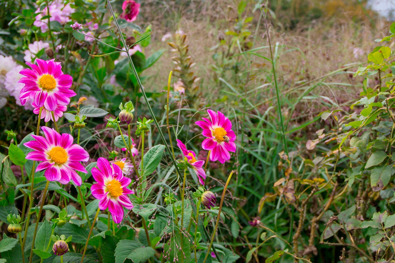 dahlias  pink  nature free photo