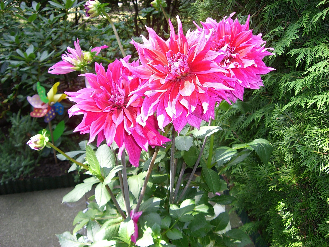 dahlias dahlia flower free photo