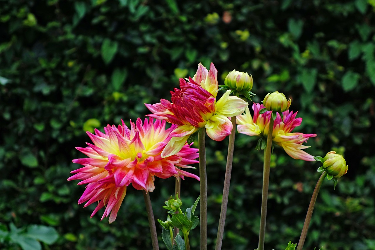 dahlias  flower  blossom free photo