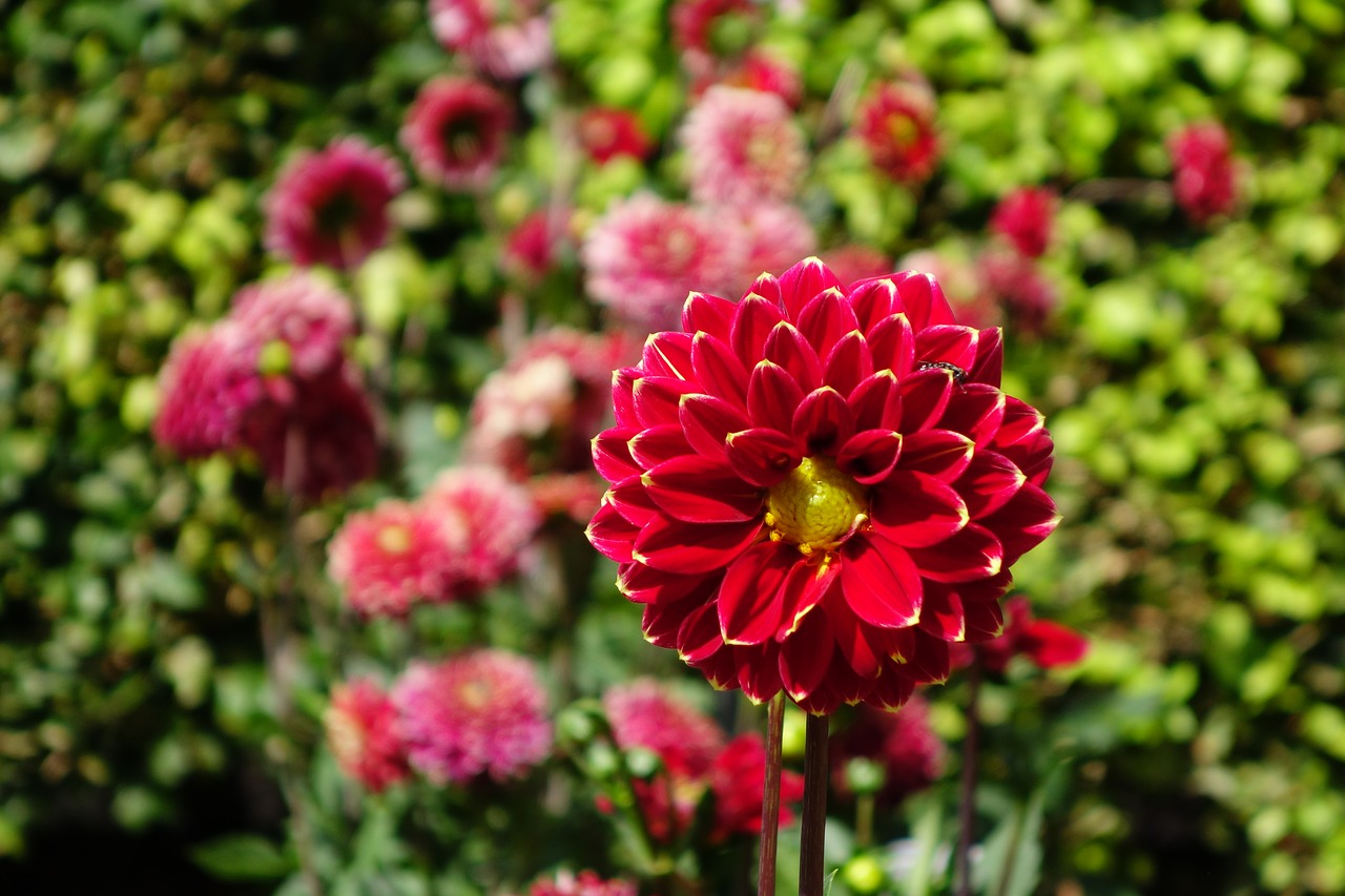 dahlias  flower  blossom free photo