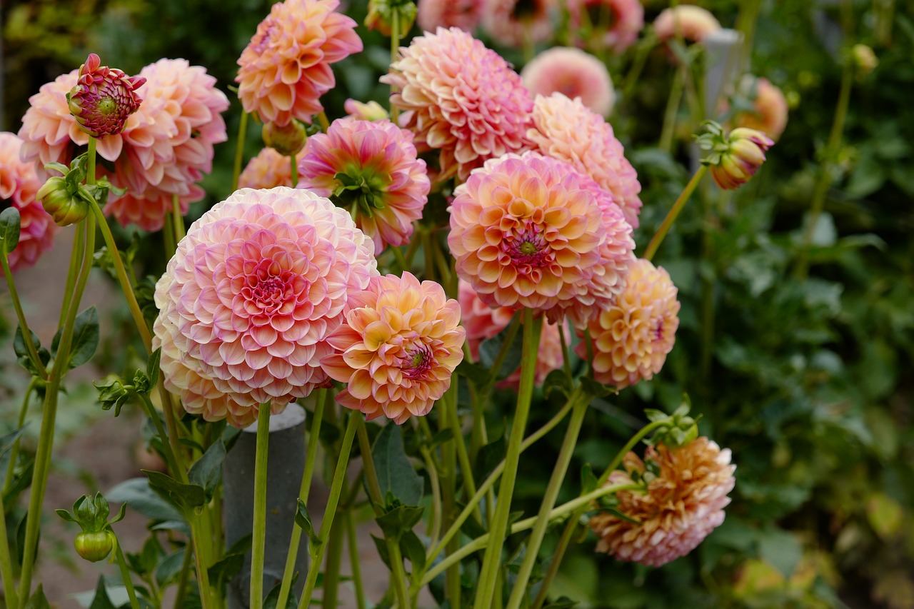 dahlias  flower  blossom free photo