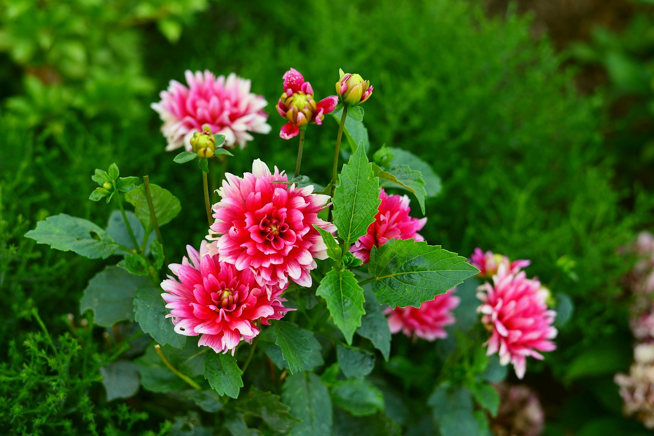 dahlias  flower garden  blossom free photo