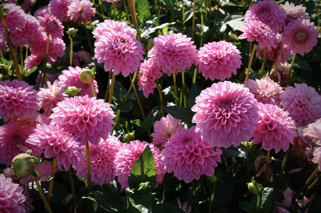 dahlias  flowers  pink free photo