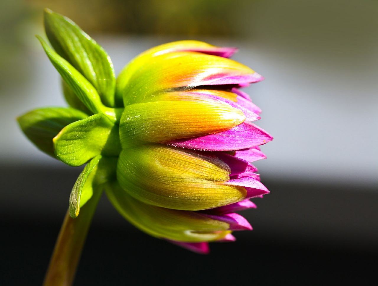 dahlias blossom bloom free photo