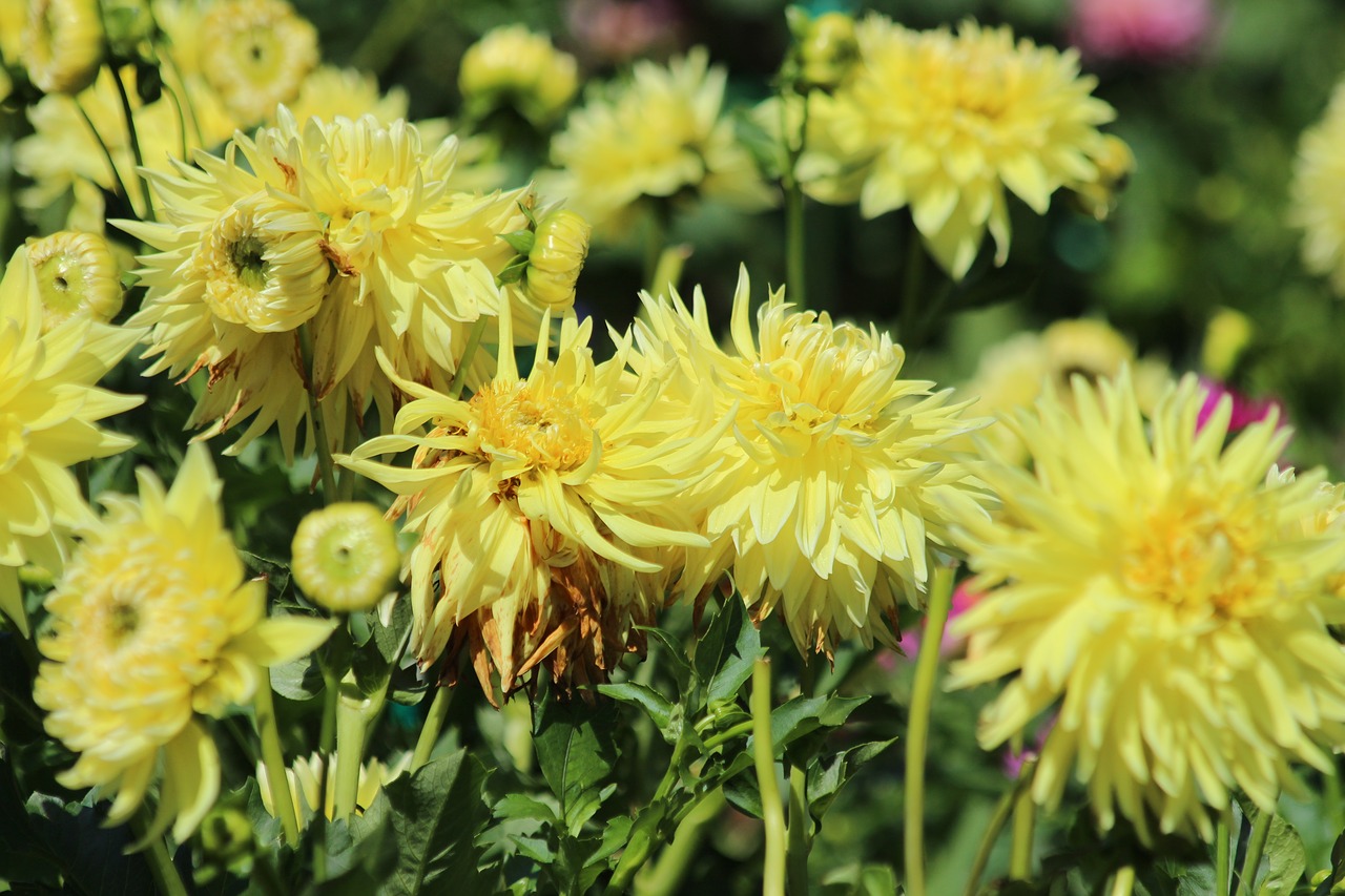 dahlias  flowers  yellow flowers free photo