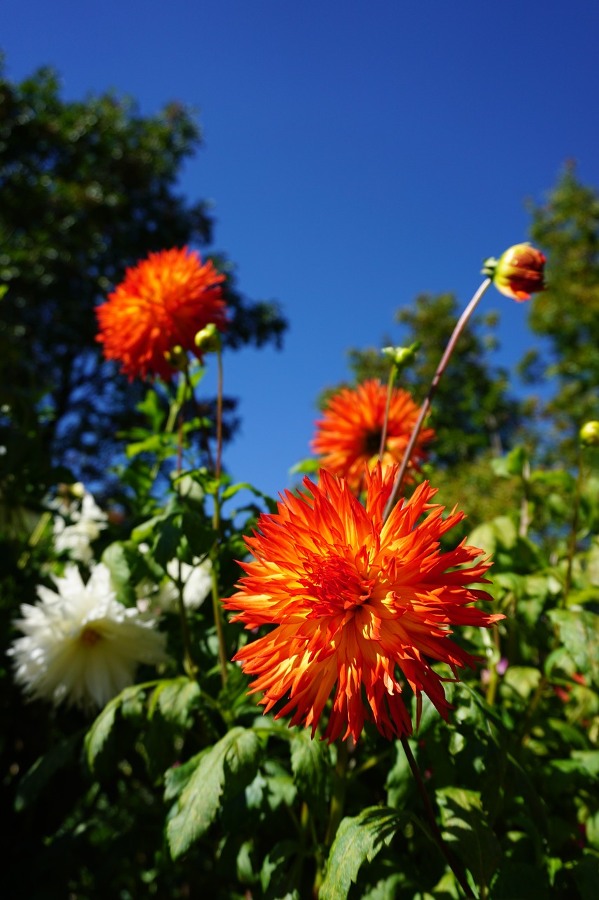 dahlias  garden  blossom free photo