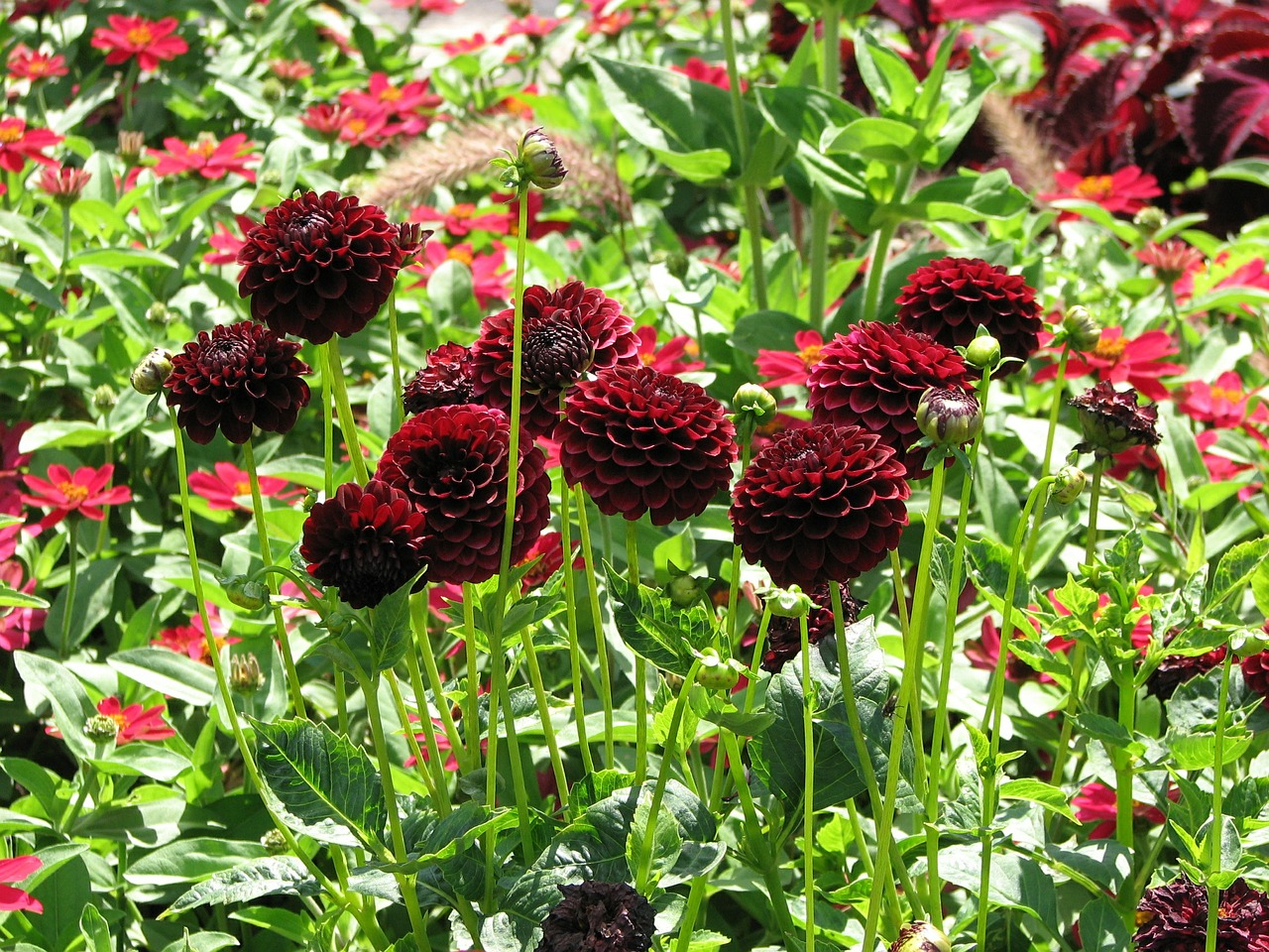dahlias flowers red free photo