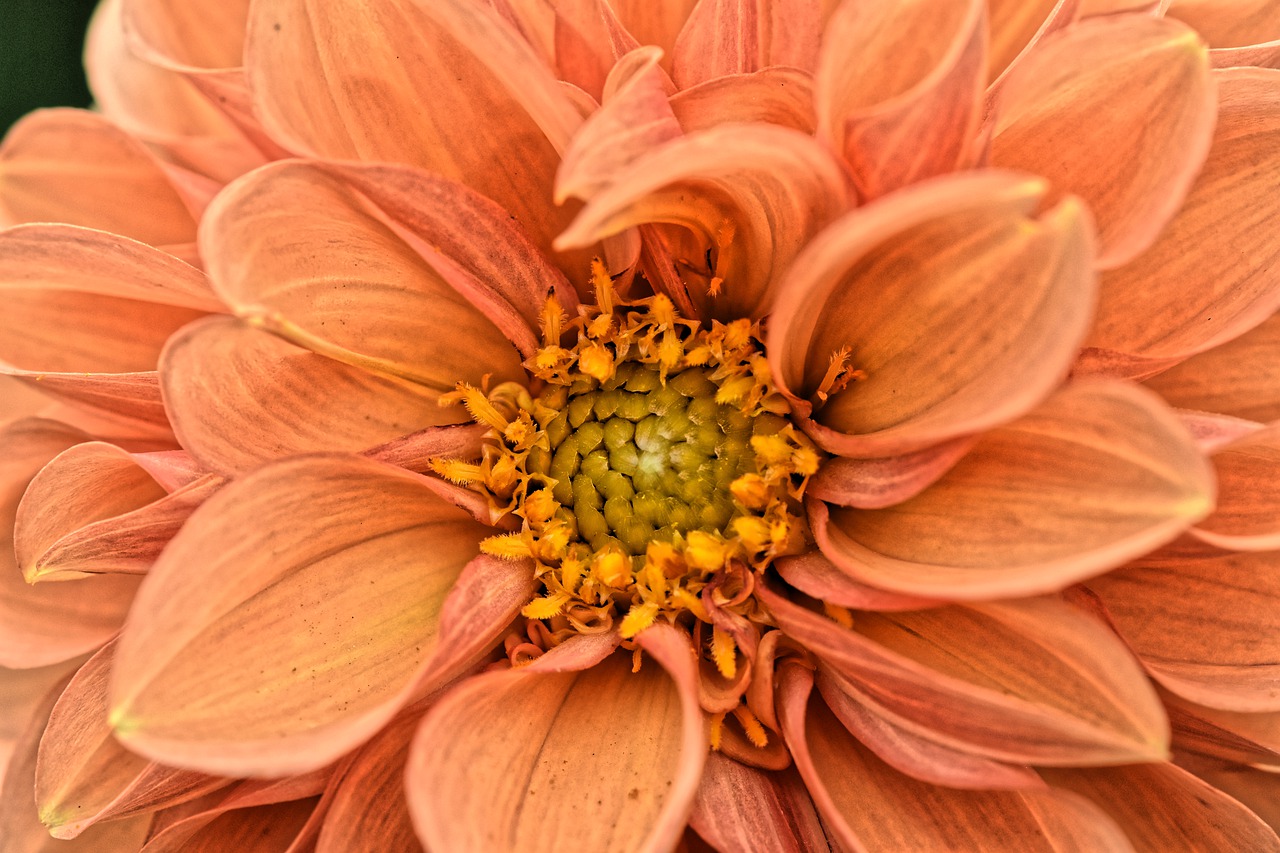 dahlias  autumn  asteraceae free photo