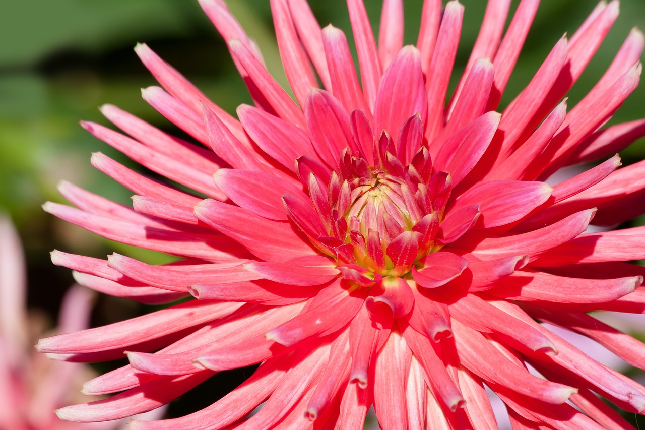 dahlias dahlia geothermal free photo