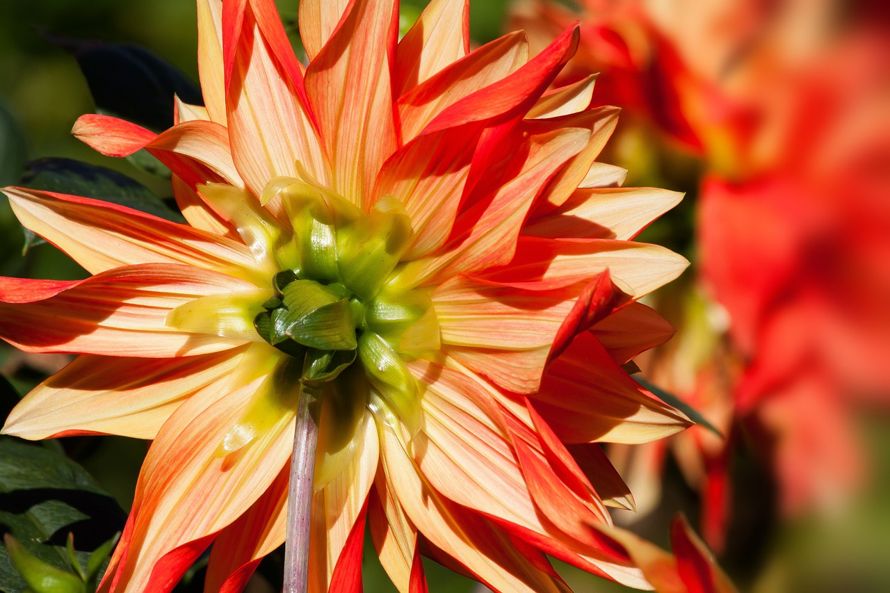 dahlias dahlia geothermal free photo